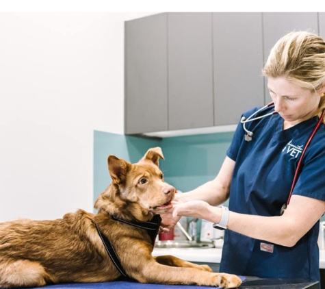 Merewether Veterinary Hospital - Merewether, NSW