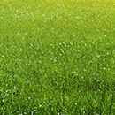 Custom Sprinkler and Landscaping - Gardeners