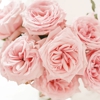 Floral Obsessions gallery