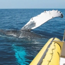 Hawaiian Rafting Adventure - Diving Excursions & Charters