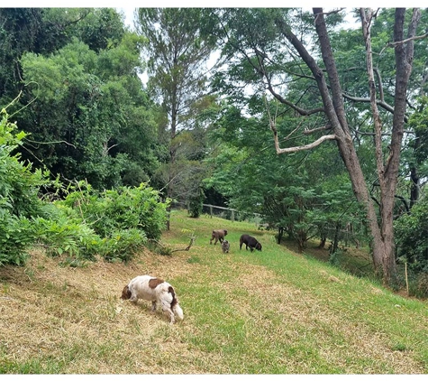A Pet's Life - Toolijooa, NSW