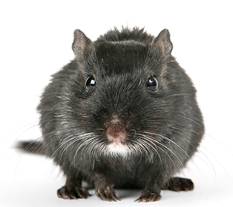 Advanced Pest Control Wollongong - Albion Park Rail, NSW