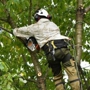 Arbor Max Tree Service