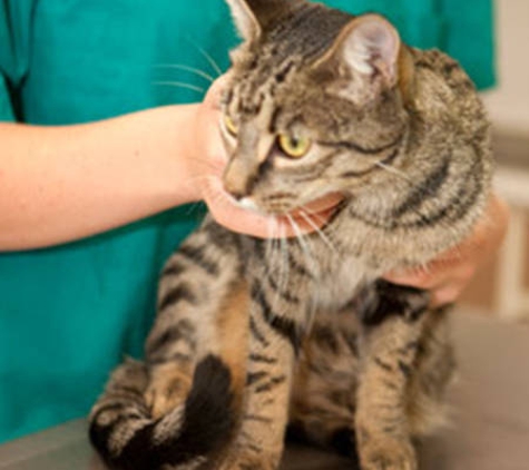Allora Veterinary Clinic - Old Talgai, QLD