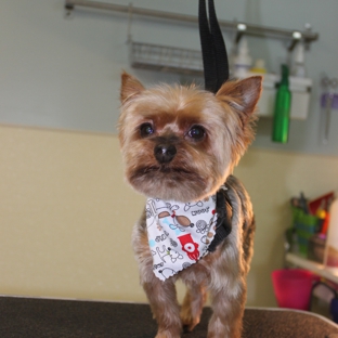 Kitty and Canine Pet Grooming - West Bloomfield, MI