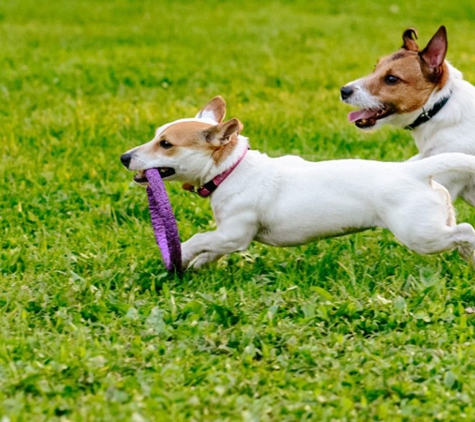 Torenbeek Veterinary Clinic - Frenchville, QLD