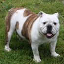 Adorable Bulldog Puppies - Pet Breeders