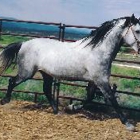 Weaselskin Equestrian Center