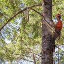 Love it Landscaping and Tree Co. - Stump Removal & Grinding