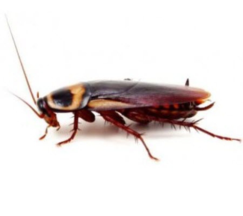 Rebel Pest - Newcastle, NSW