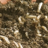 Spivey Termite & Pest Control, Inc. gallery