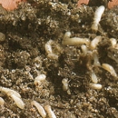 Spivey Termite & Pest Control, Inc. - Pest Control Services