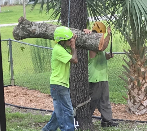 Tree Care - Brooksville, FL. Removing Large Limb Section