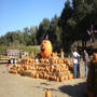 Uncle Ray's Pumpkin Patch