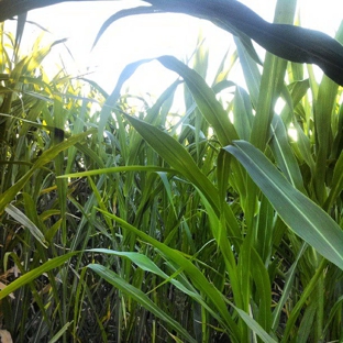 La Union Maze - Anthony, NM