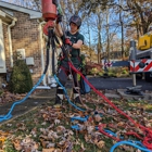 Green Holly Arborists