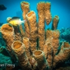 SCUBAdventures Naples gallery