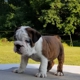 English Bulldog Kennel