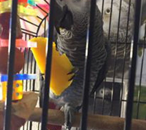 Animal Pet Shop - Miami, FL. My Gray African Parrot + Cage.