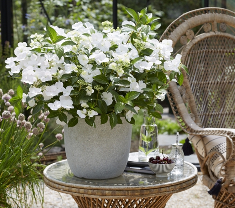 Stoneman's Garden Centre - Glenorchy, TAS. Hydrangeas