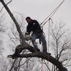 Bills Tree Service & Landscaping