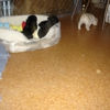 Just Poodles gallery