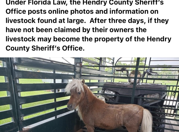 Canada, Douglas - Alva, FL. Please share this poor animal that goes up for auction next week it’s a Miniature horse  it’s not a pony