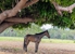 North Queensland Horse Transport - Horse Transport