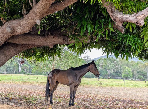 North Queensland Horse Transport - Mount Lofty, QLD. The horse that was transported to me by North Qld Horse Transport.