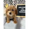 Sugar Sweet Georgia Puppies gallery