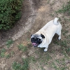 Hawleywood Pugs gallery