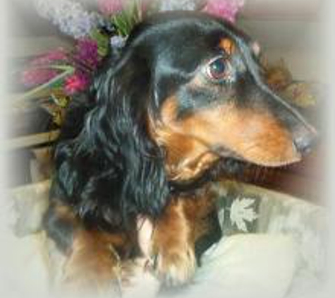 Carter's Dachshunds - Lumberton, NC