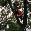 Alan's Demolition and Landscaping Services, LLC - Tree Service