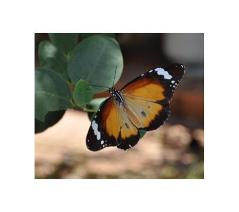 Low Ecological Services Pty Ltd - Connellan, NT
