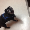 Animal Eye Clinic Inc PS gallery