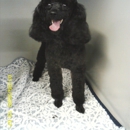 Country Road Kennels - Pet Grooming