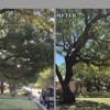 Samuel's Tree Service gallery