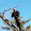 Bee's Tree Service - Tree Service