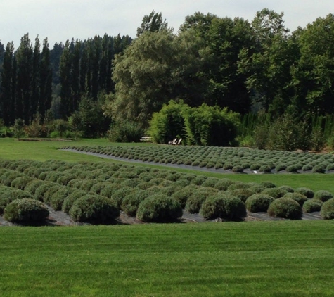 Woodinville Lavender - Redmond, WA