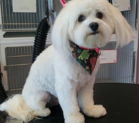 All Fur Pet Grooming - Fredericksburg, VA