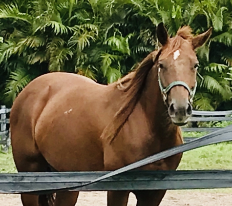 Papa's Dog Sitting Services - Boynton Beach, FL. FAMILY HORSE FRIEND FROM SUNHINE MEADWOS. FIELD TRIPS