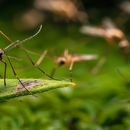 EcoCrew - Pest Control Equipment & Supplies