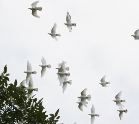 E&A Dove Release - Pensacola, FL