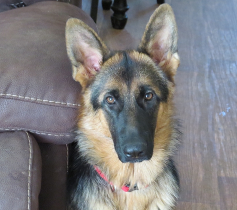 St. Francis Pet Hospital - Camby, IN. Liberty at 9 months old