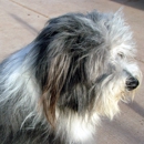Best Friends Grooming Shop - Pet Grooming