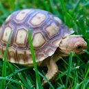 Tortoise Town - Pet Services