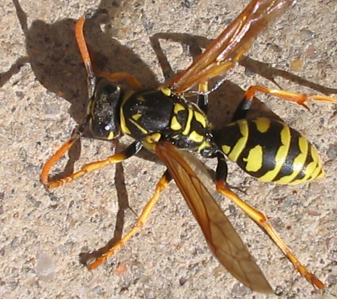 Cascade Pest Control - Redmond, WA