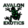Avalon Exotics gallery