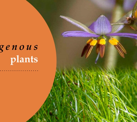 Glenvue Wholesale Nursery - Rye, VIC. Indigenous Plants