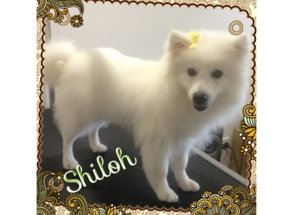 LIMElight Pet Salon - Buddina, QLD